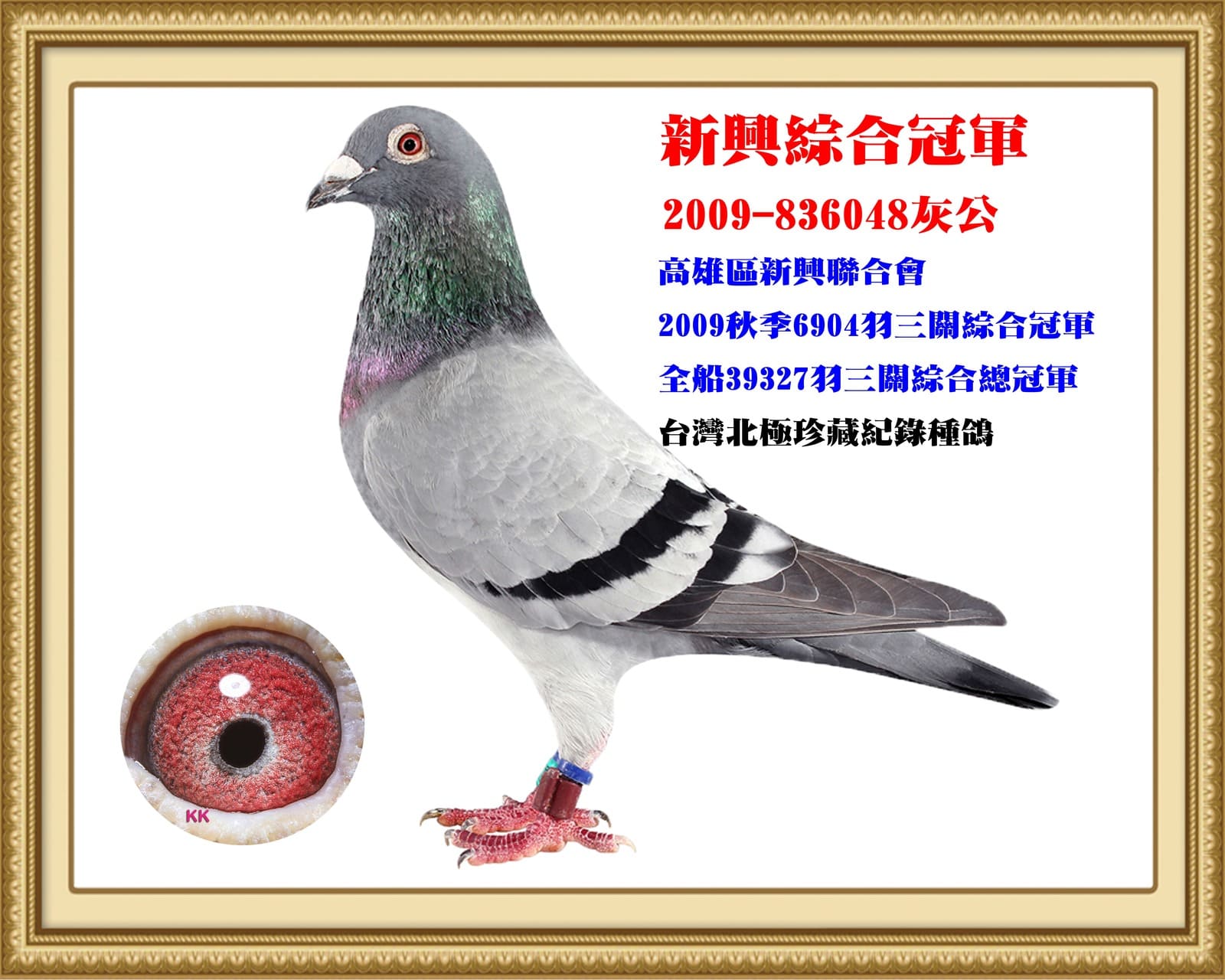 內祖父：2009-836048灰♂ 鷹眼殺手  2009年秋季高雄新興聯合會6904羽三關綜合冠軍 2009秋季高雄市總會39327羽三關綜合冠軍 全船39327羽三關綜合總冠軍