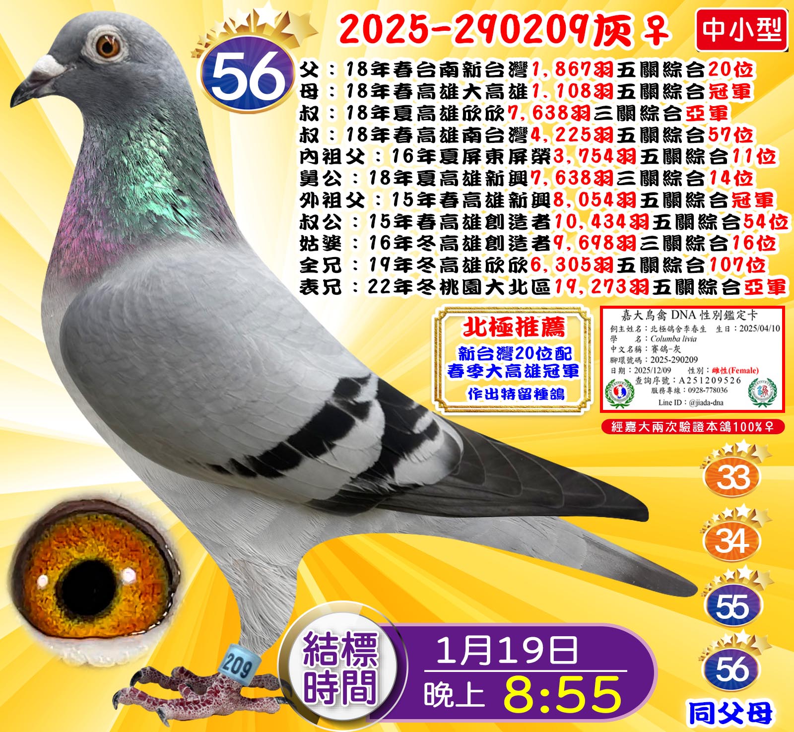 2025-290209灰♀