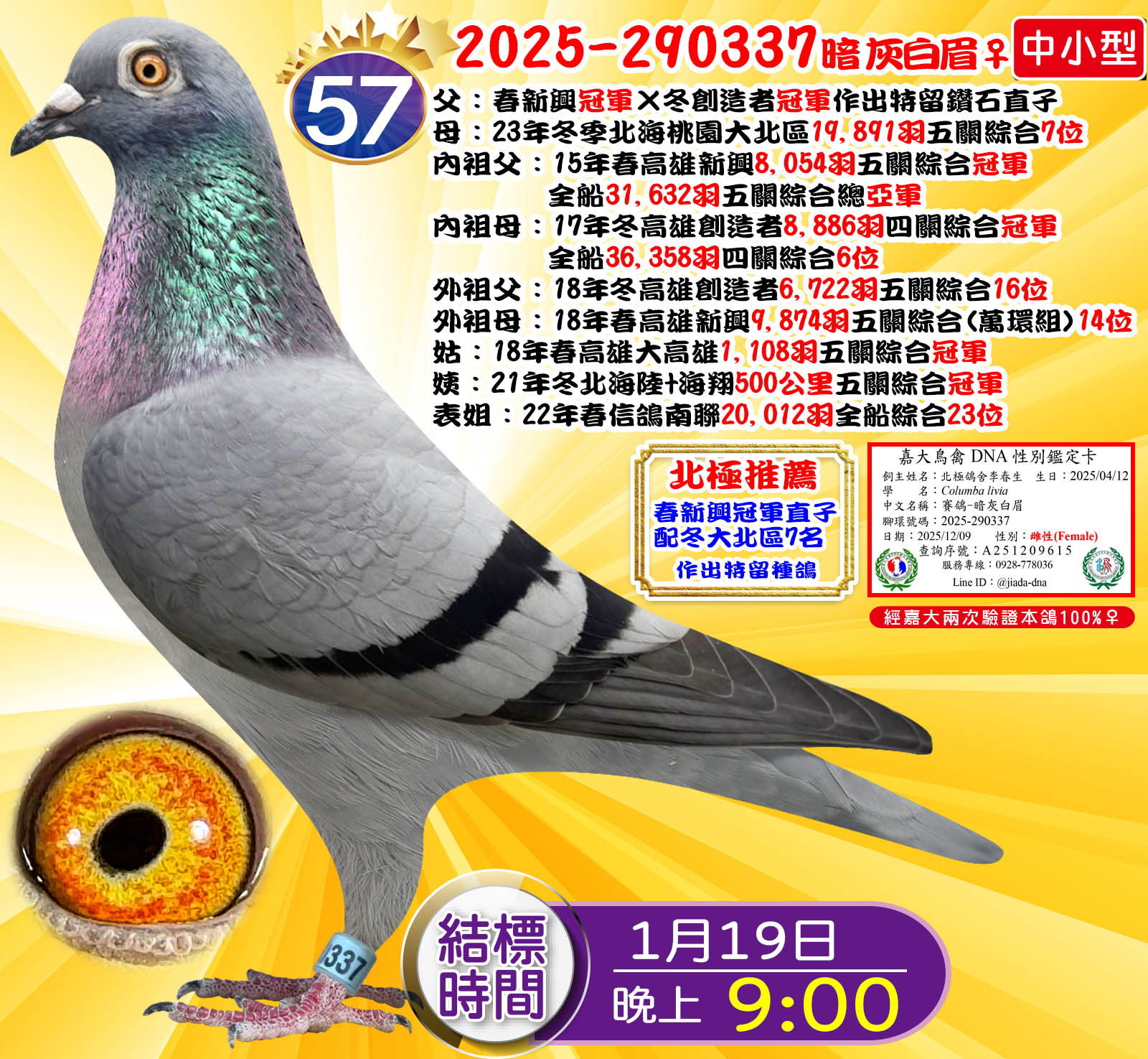 2025-290337暗灰白眉♀