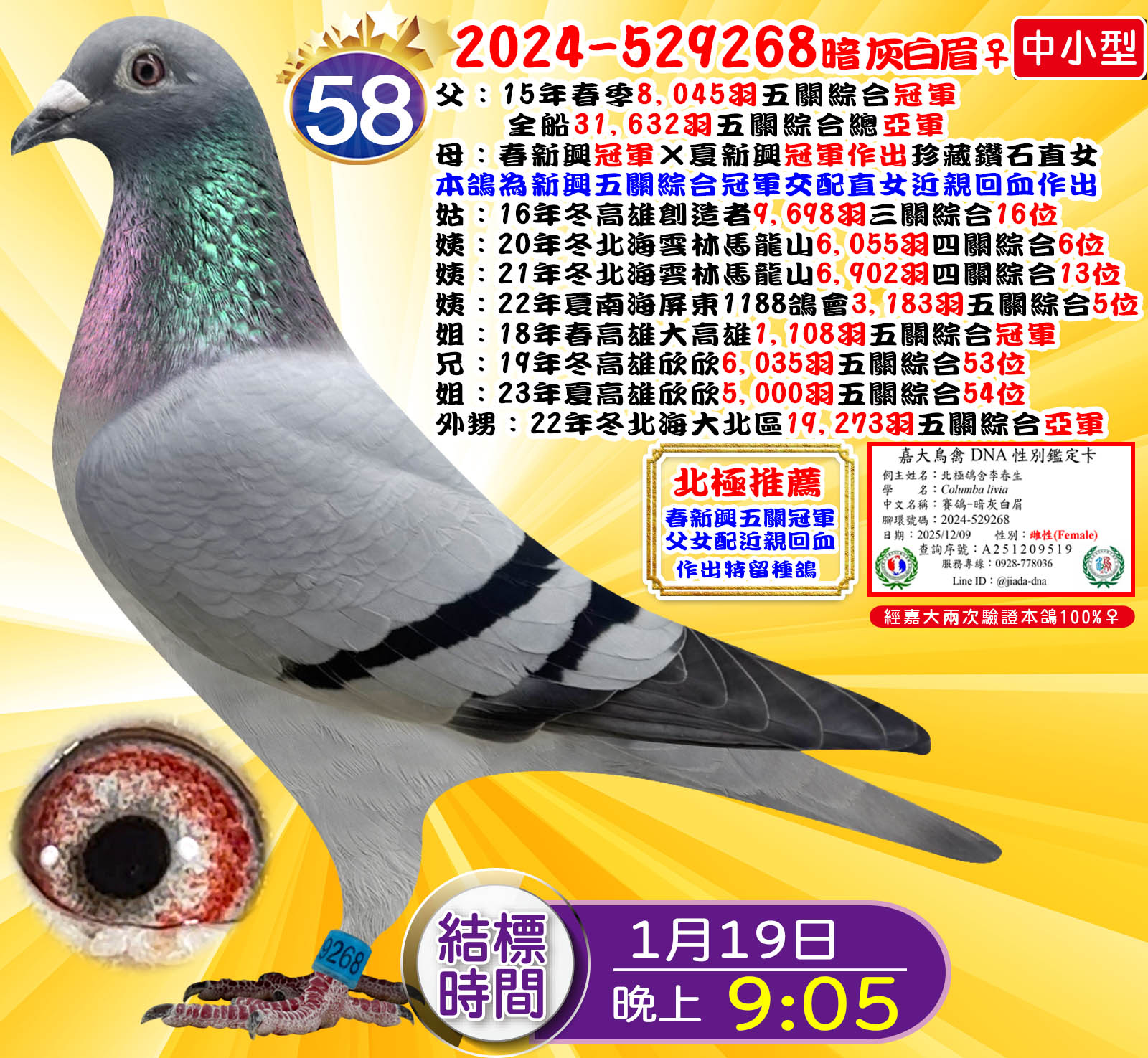 2024-529268暗灰白眉♀