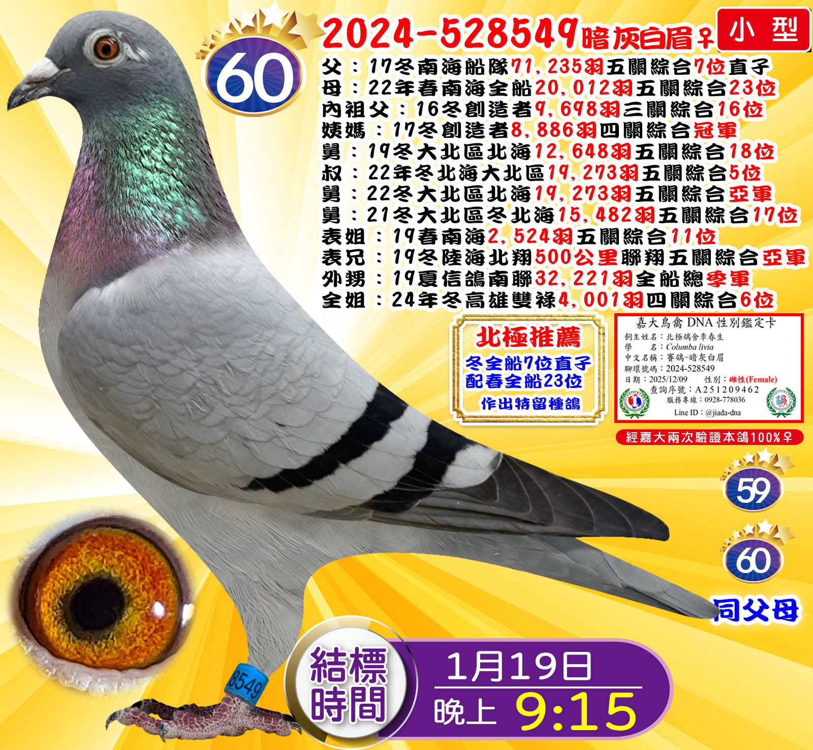 2024-528549暗灰白眉♀