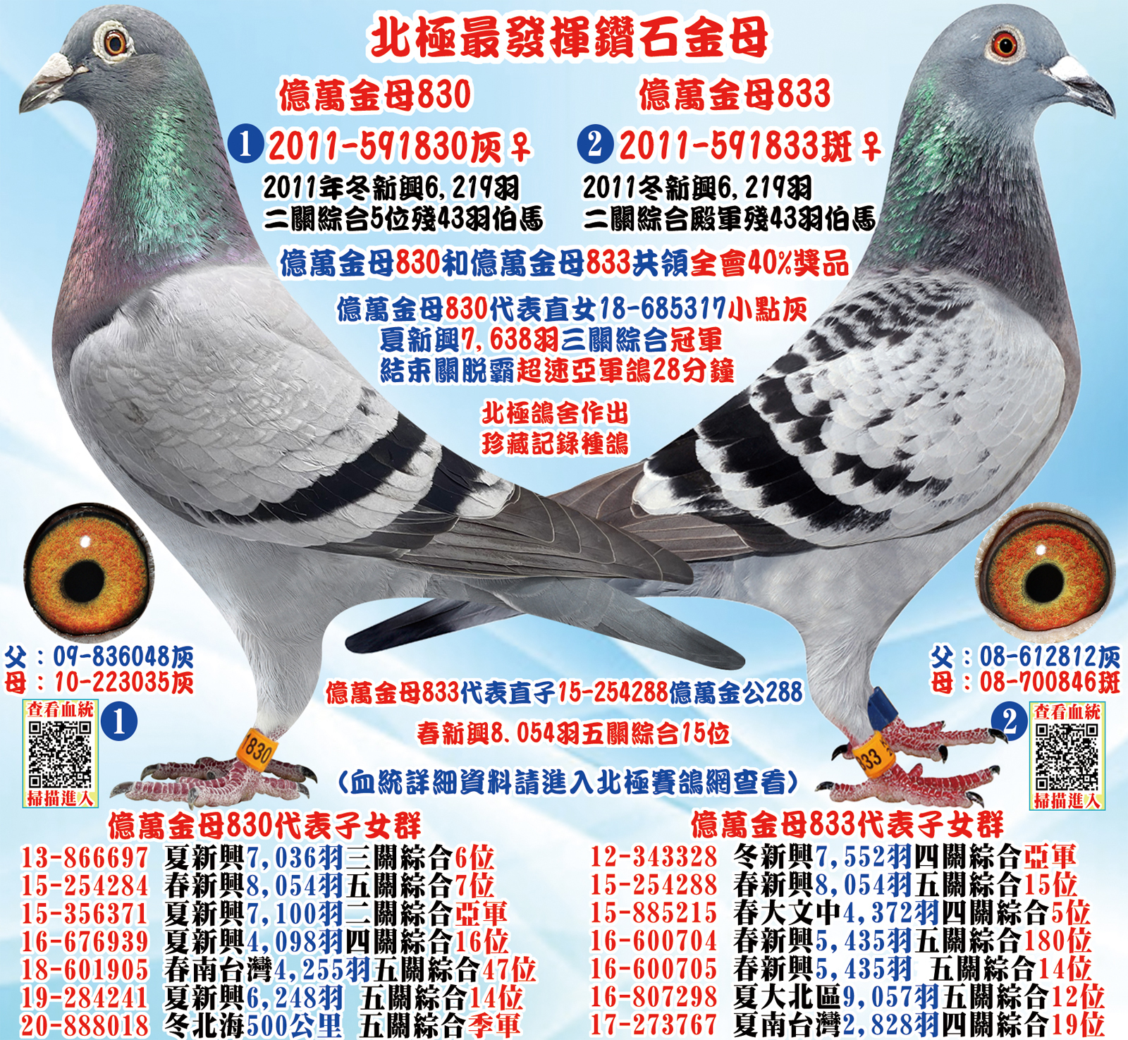 內祖母：2011-591830灰♀億萬金母830 台灣北極第五黃金配對母鴿 2011年秋季高雄新興聯合會6219羽 五關綜合賽綜合5位殘43羽 本鴿和11-591833灰母(綜合殿軍) 共領全會最高獎
