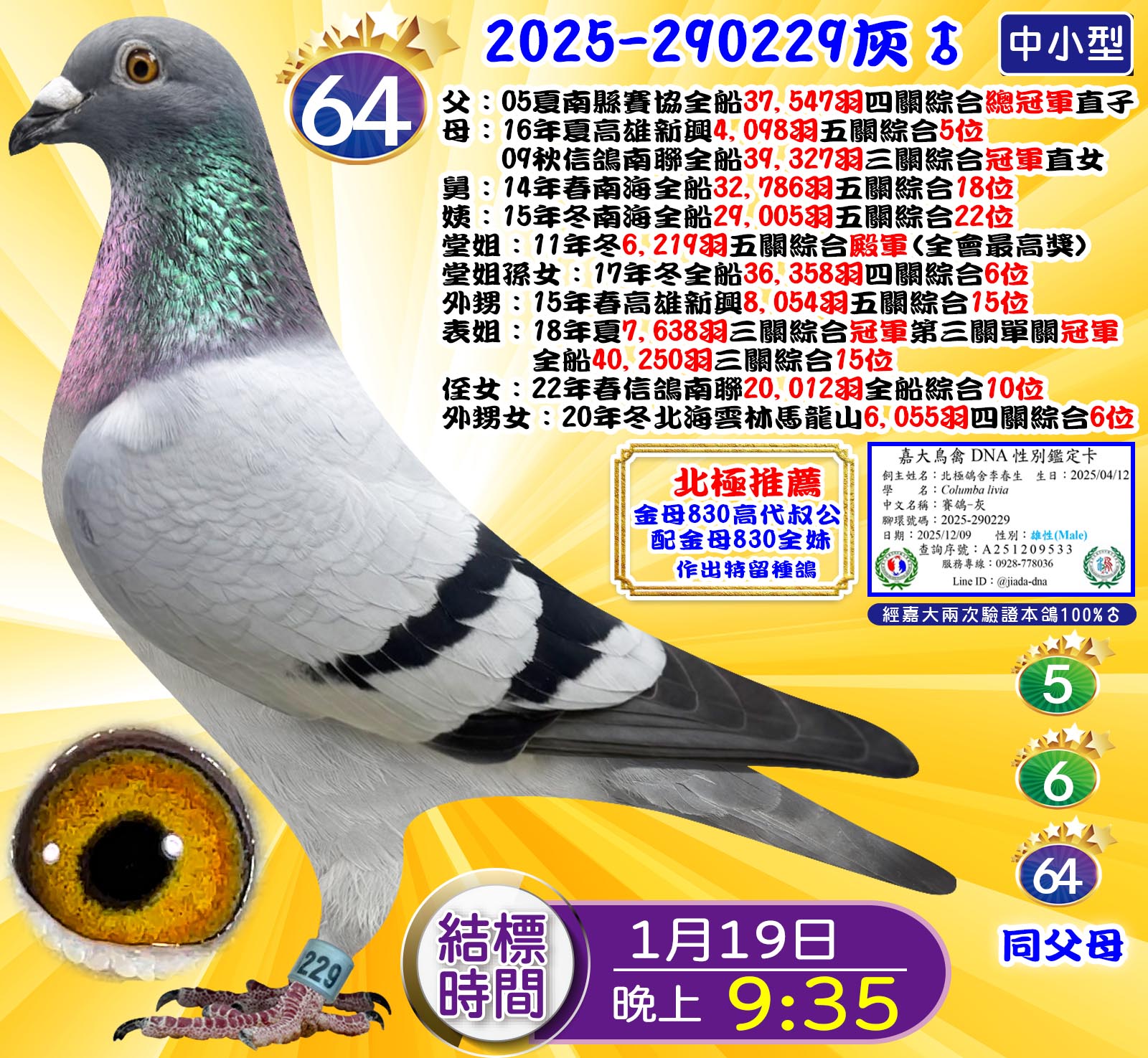2025-290229灰♂
