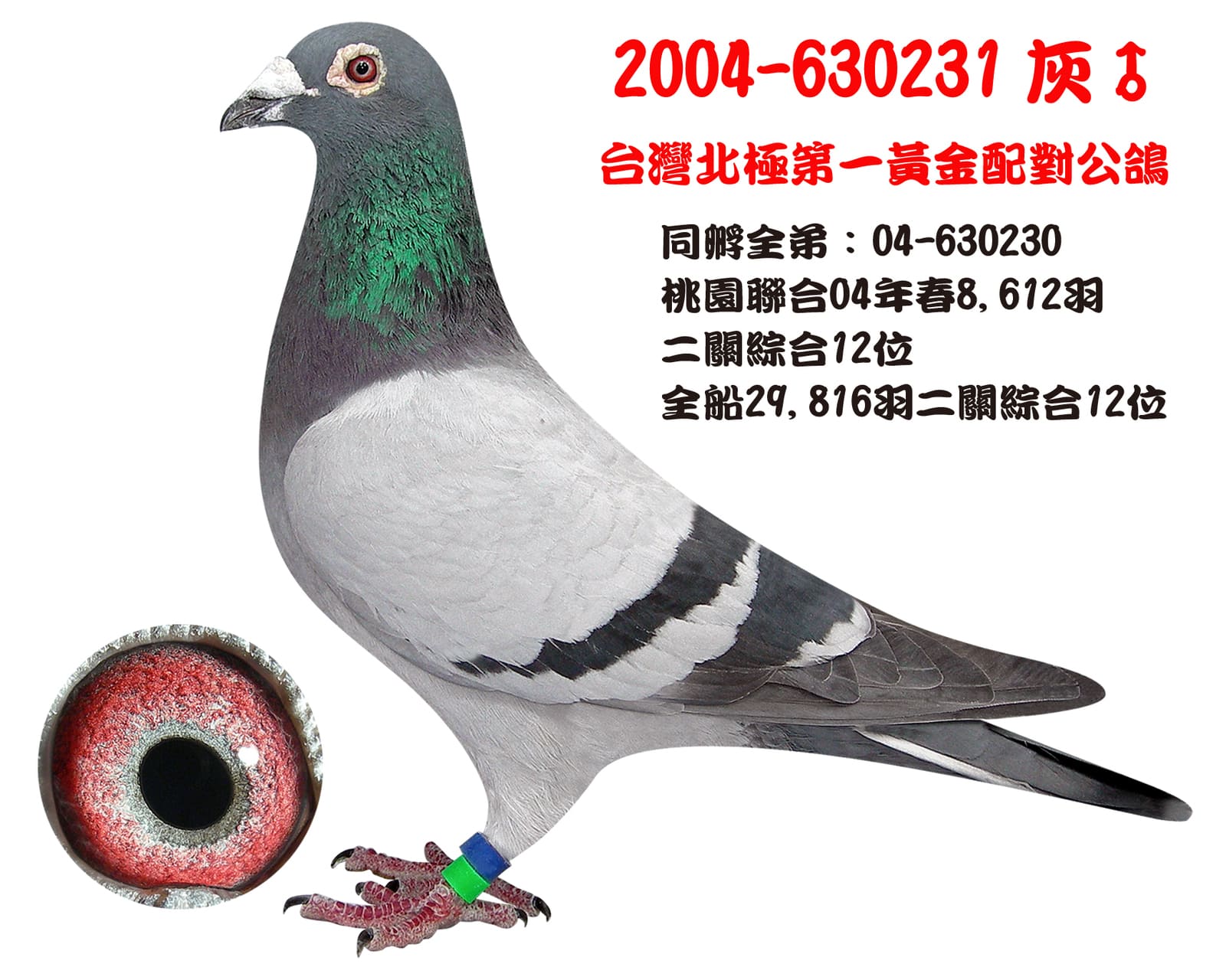 內祖父：2004-630231灰♂ 台灣北極第一黃金配對公鴿 同窩弟:04-630230(北極女王直子) 2004年春桃園縣聯合分會29,816羽 二關綜合12名預賽單關資格關殿軍 單關第一關21名