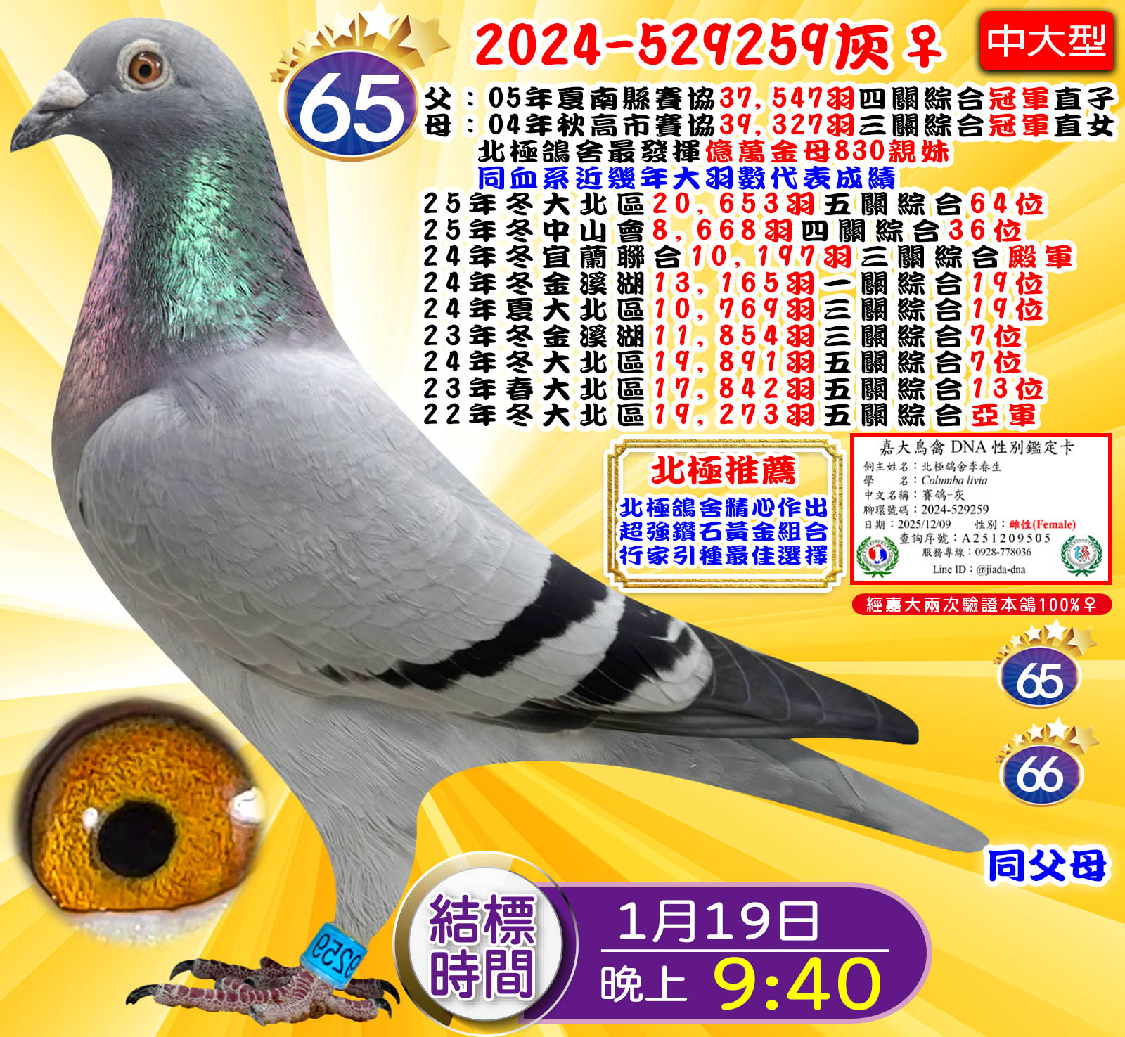 2024-529259灰♀