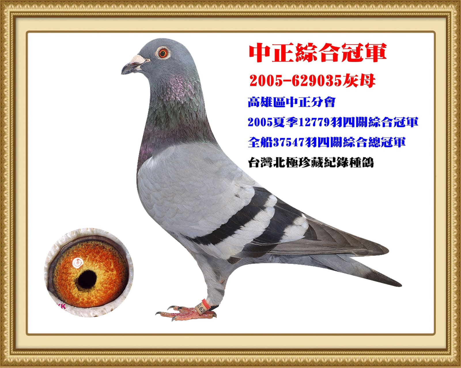 內祖母：2005-629035灰♀真命天女 台灣北極第一黃金配對母鴿 05年高雄市信鴿協會中正聯合會夏 12,779羽四關綜合冠軍 台南區賽鴿總會26分會聯翔2,889舍 37,547羽四關綜合總冠軍