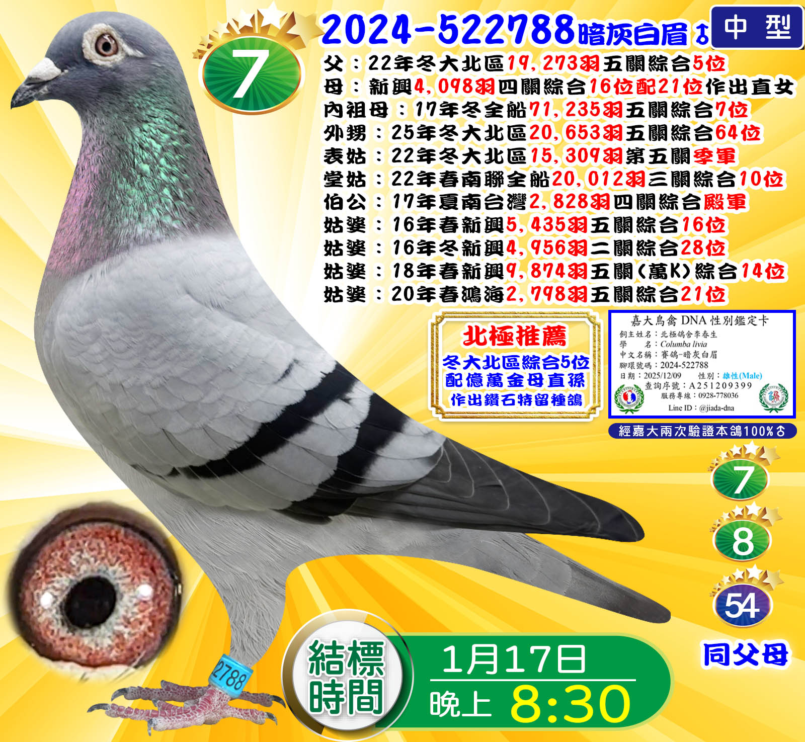 2024-522788暗灰白眉♂