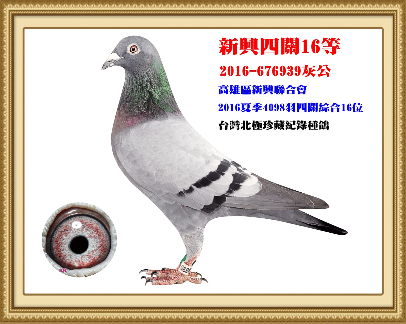 父：2016-676939灰♂  16年夏高雄新興4098羽四關綜合16位