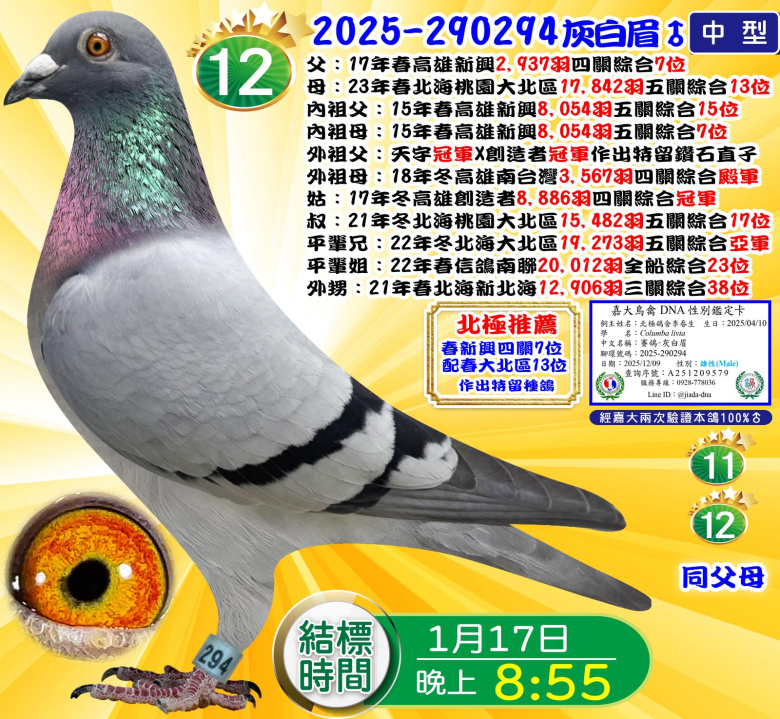 2025-290294灰白眉♂ 2025-290294灰白眉♂