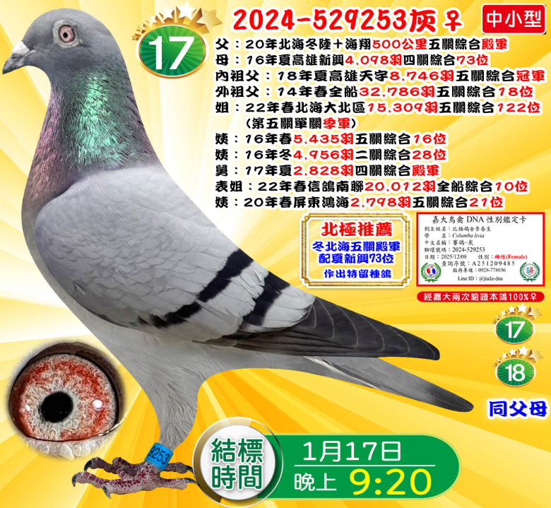 2024-529253灰♀ 2024-529253灰♀