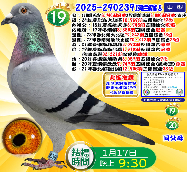 2025-290239灰白眉♂ 2025-290239灰白眉♂
