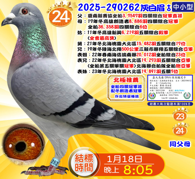 2025-290262灰白眉♂ 2025-290262灰白眉♂