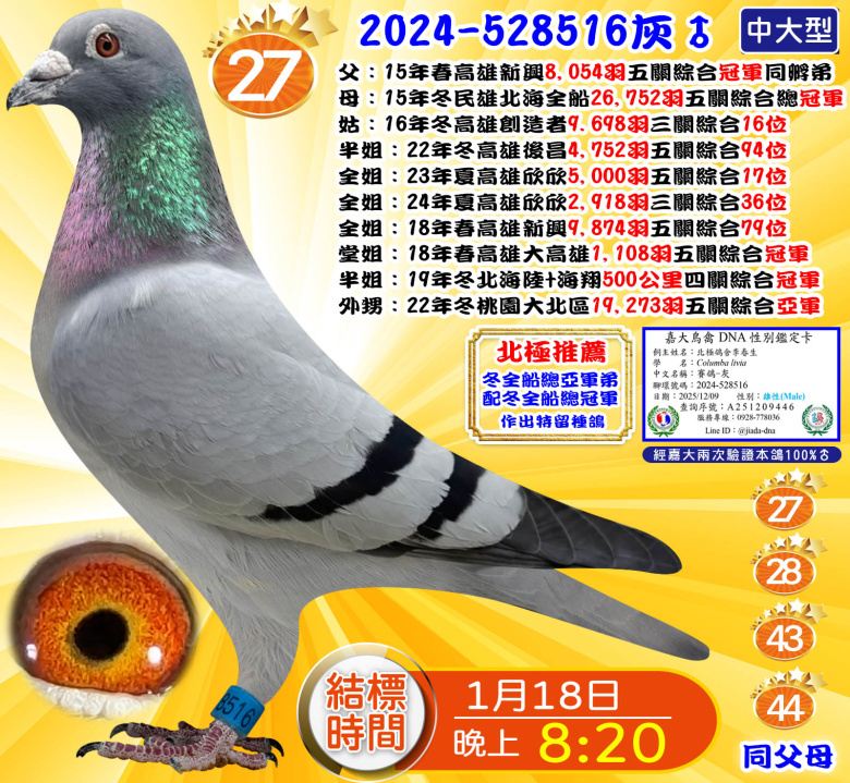 2024-528516灰♂ 2024-528516灰♂