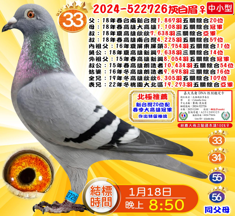 2024-522726灰白眉♀ 2024-522726灰白眉♀