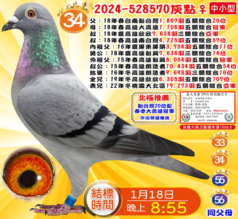 2024-528570灰點♀ 2024-528570灰點♀