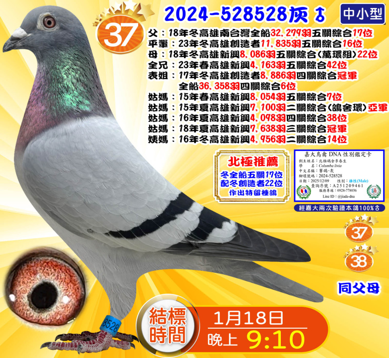 2024-528528灰♂ 2024-528528灰♂