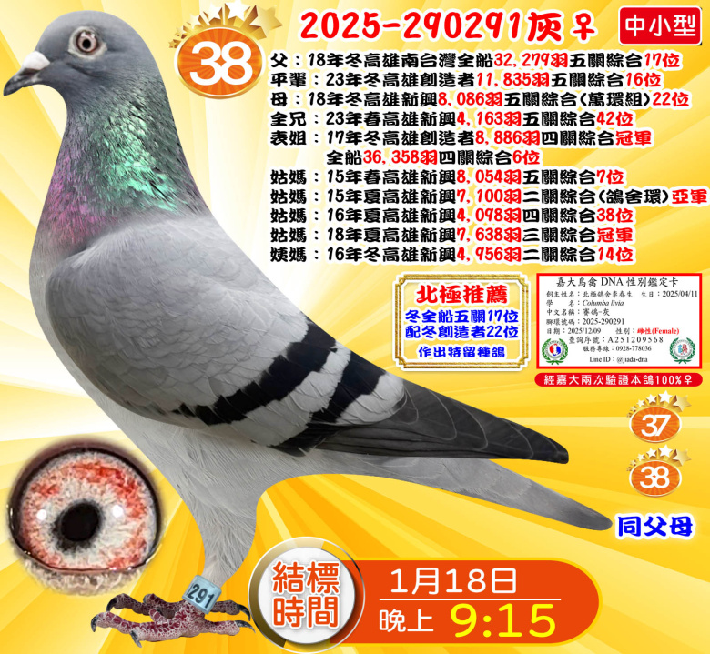 2025-290291灰♀ 2025-290291灰♀
