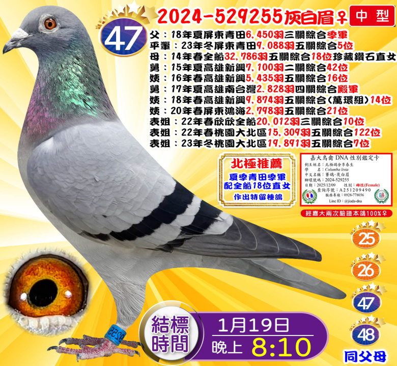 2024-529255灰白眉♀ 2024-529255灰白眉♀