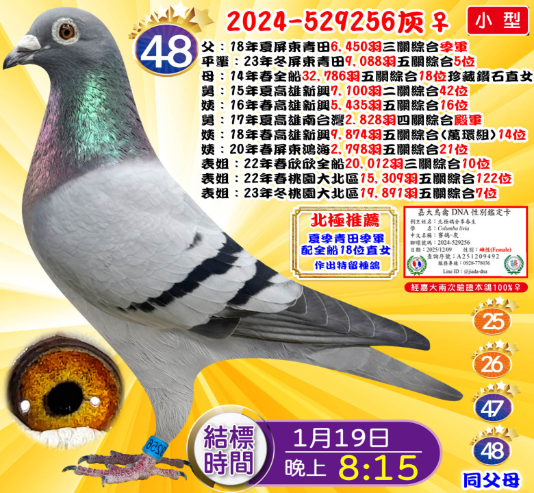 2024-529256灰♀ 2024-529256灰♀