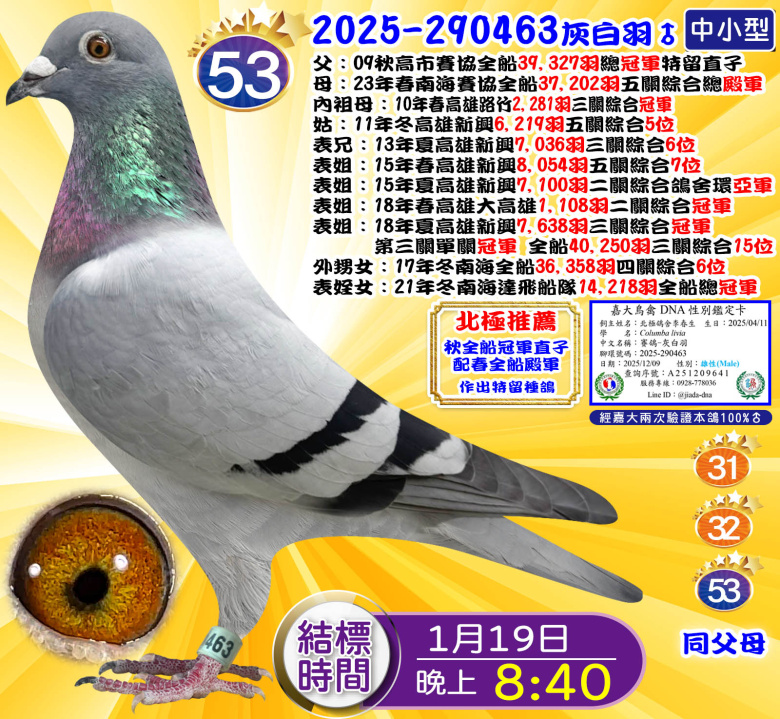 2025-290463灰白羽♂ 2025-290463灰白羽♂