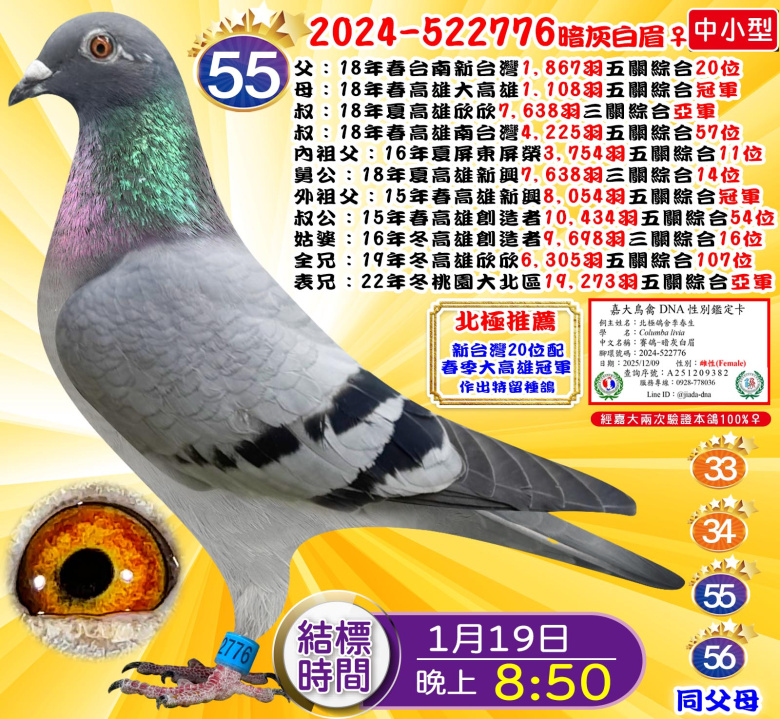 2024-522776暗灰白眉♀ 2024-522776暗灰白眉♀