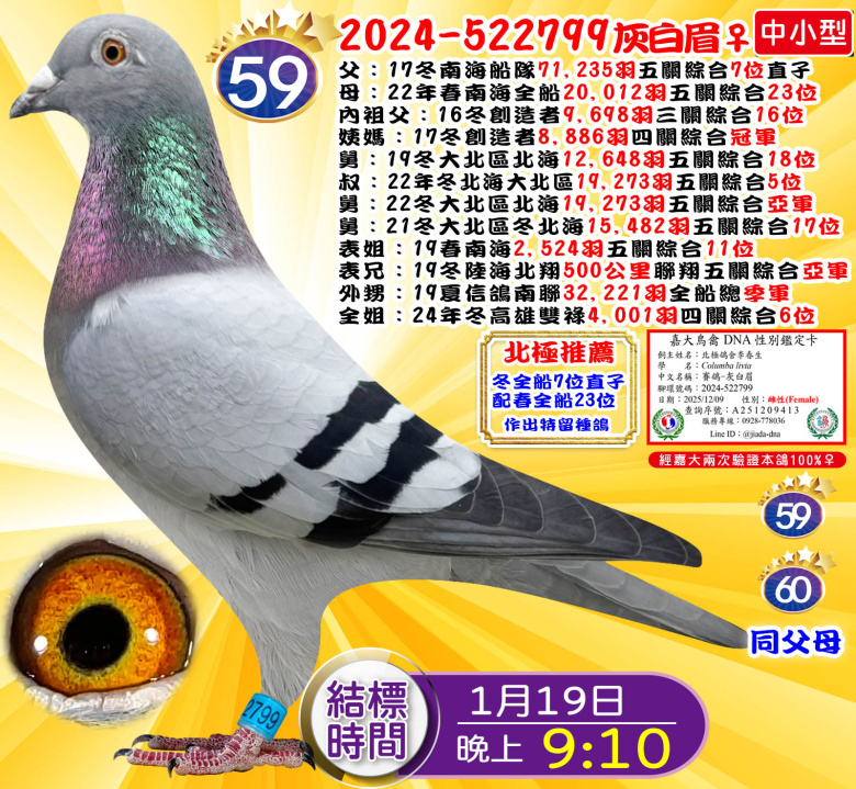 2024-522799灰白眉♀ 2024-522799灰白眉♀