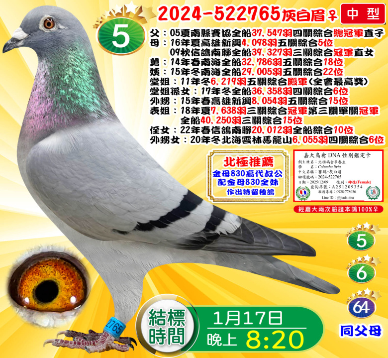 2024-522765灰白眉♀ 2024-522765灰白眉♀