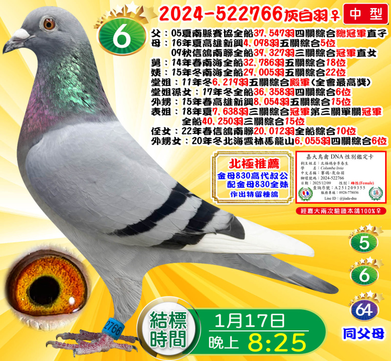 2024-522766灰白羽♀ 2024-522766灰白羽♀