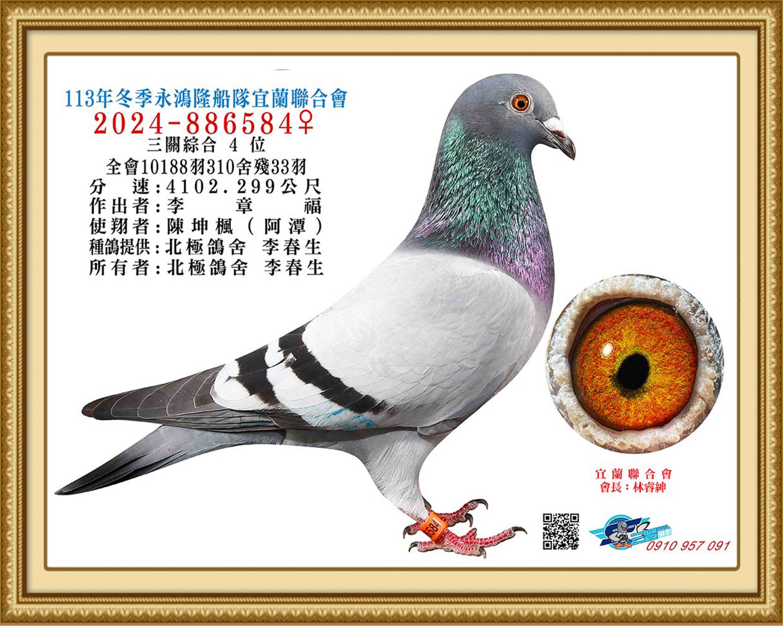 2024-886584-入賞鴿照網.jpg