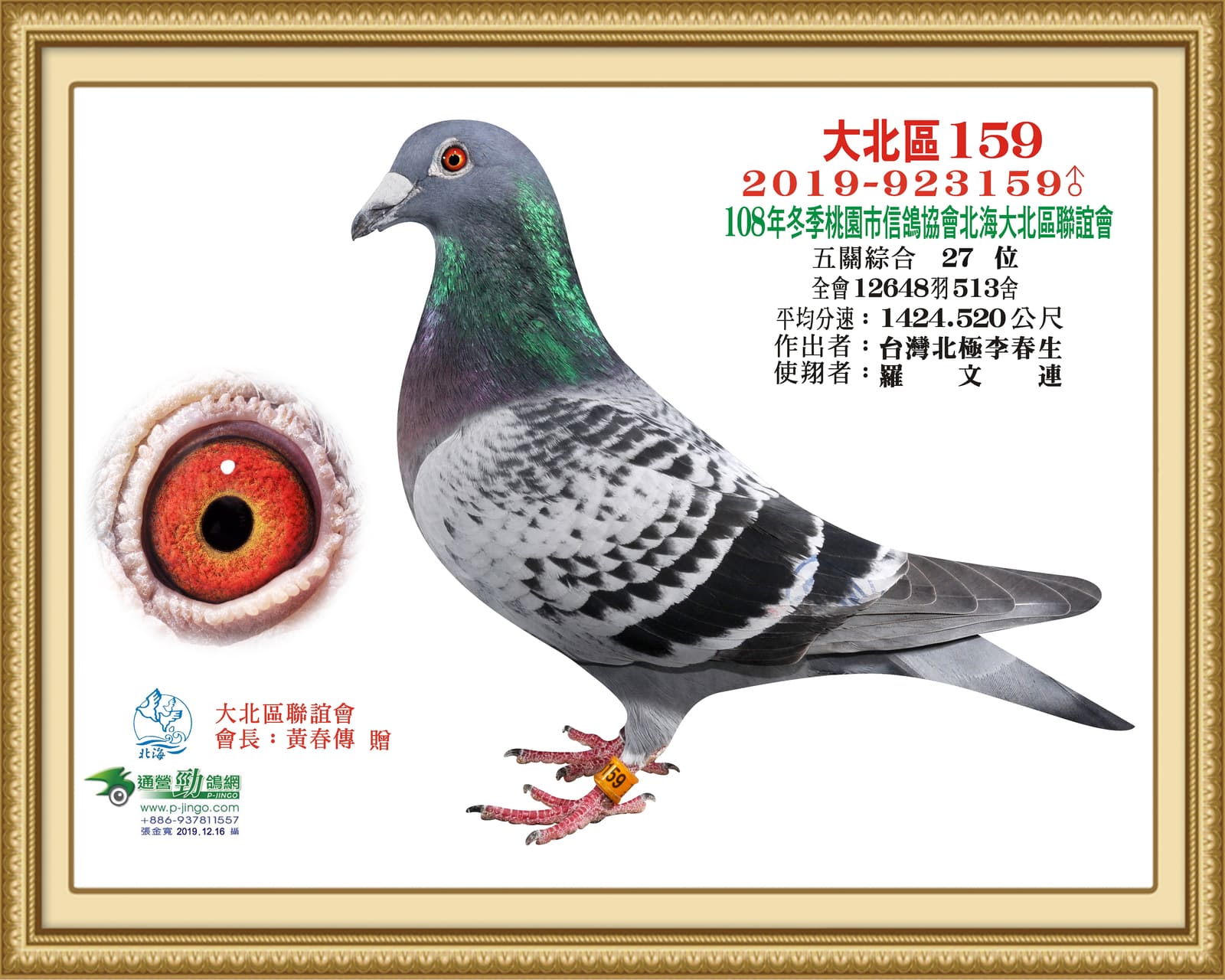 入賞鴿2019-923159.jpg