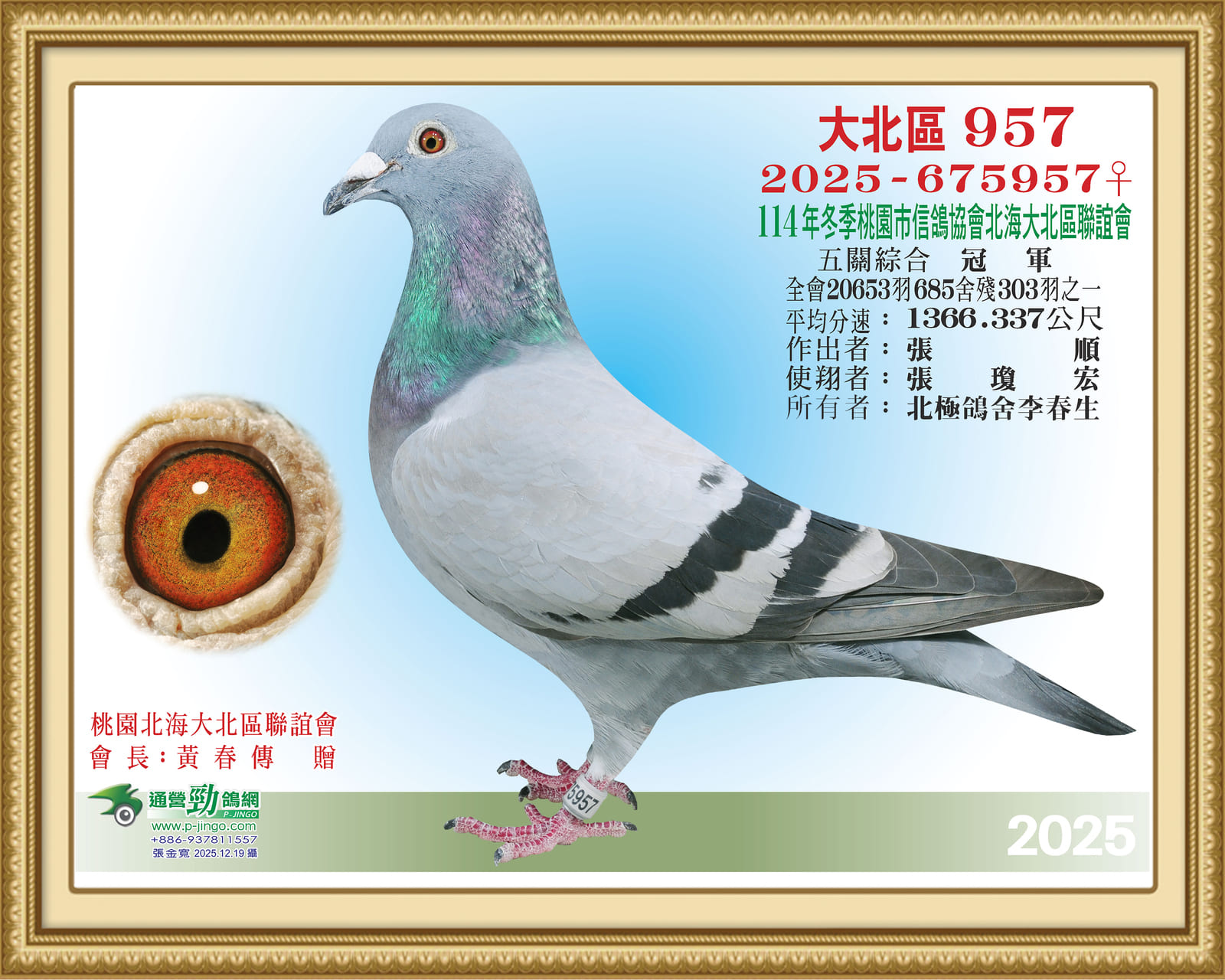 入賞鴿2025-675957.jpg