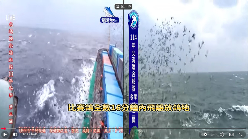 2025年北海冬季競翔【第三關】【中海正四關】12/03(三)7:30分放鴿