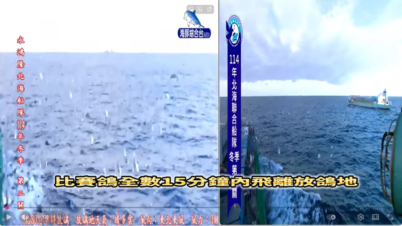 2025年北海冬季競翔【第二關】【中海正三關】11/30(日)7:30分放鴿