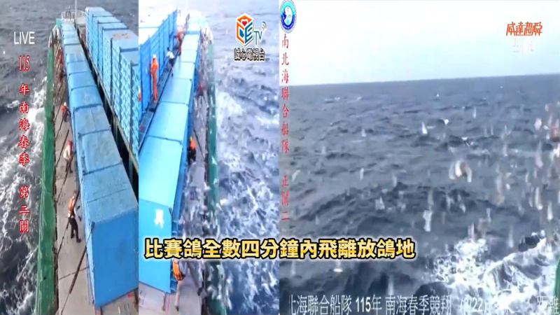 115年南海春季競翔 03/22(日)【第二關】上午7:00放鴿