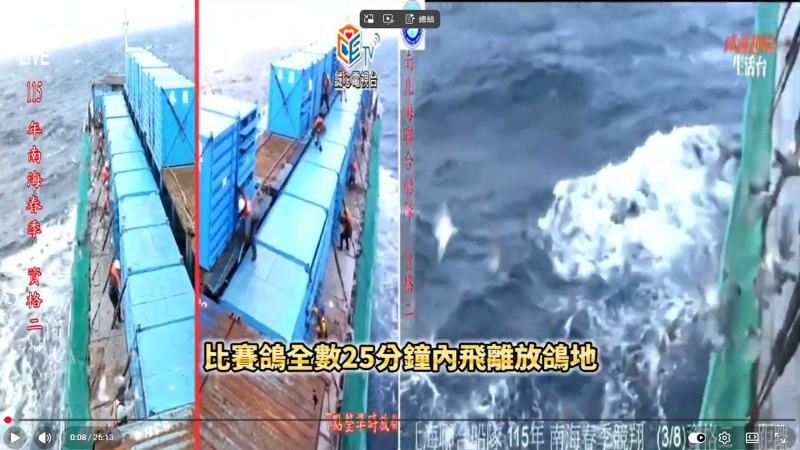 115年南海春季競翔 03/08(日)【資格二】上午7:00放鴿