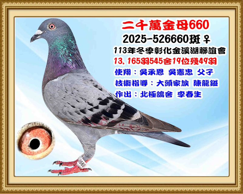 2024年冬季彰化金溪湖13,165羽545舍綜合19位 2025-522660斑♀