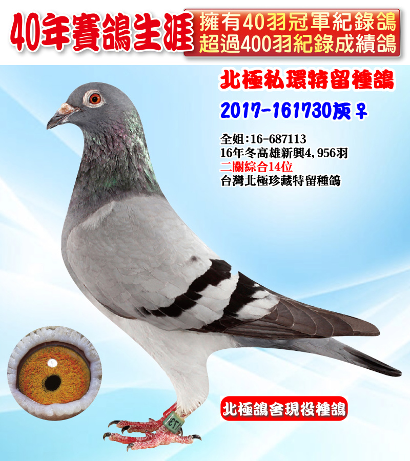 北極私環特留種鴿 2017-161730灰♀