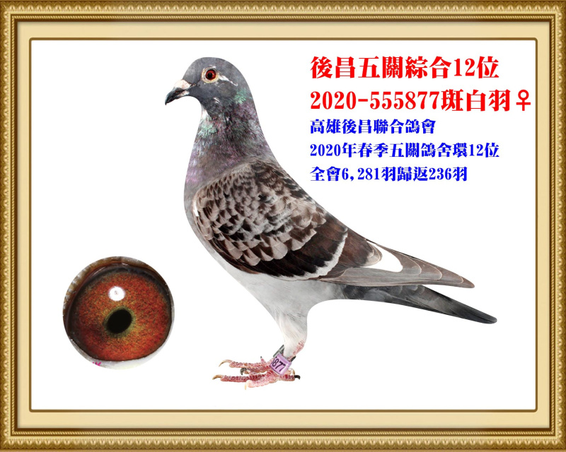 後昌五關綜合12位 2020-555877斑白羽母