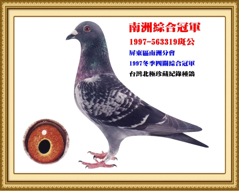 南洲綜合冠軍 1997-563319斑公
