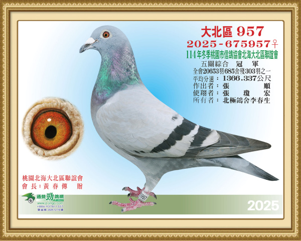 2025年冬季北海大北區20,653羽685舍五關綜合冠軍2025-675957灰♀